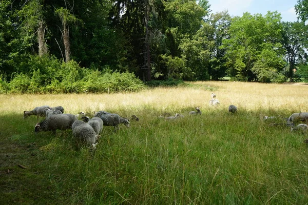 Animaux Gute Moutons Ovis Aries Paître Dans Une Prairie Dans — Photo