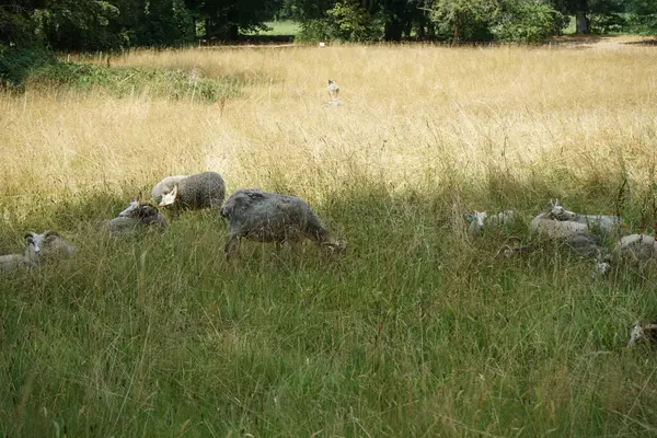 Animais Ovelhas Mudas Ovis Aries Pastam Prado Park Sanssouci Gute — Fotografia de Stock