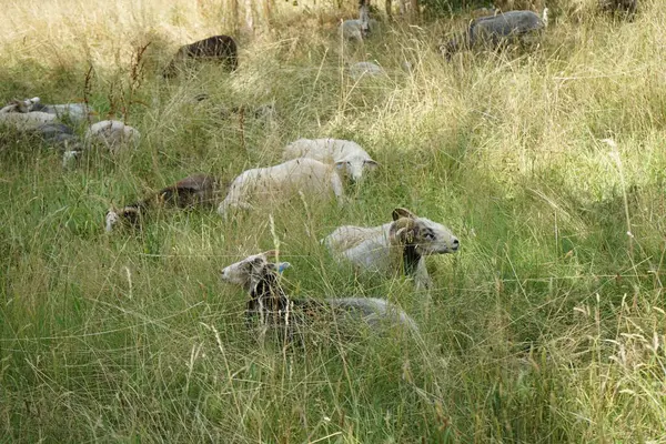 Животные Gute Овец Ovis Ариях Пасутся Лугу Парке Сан Суси — стоковое фото