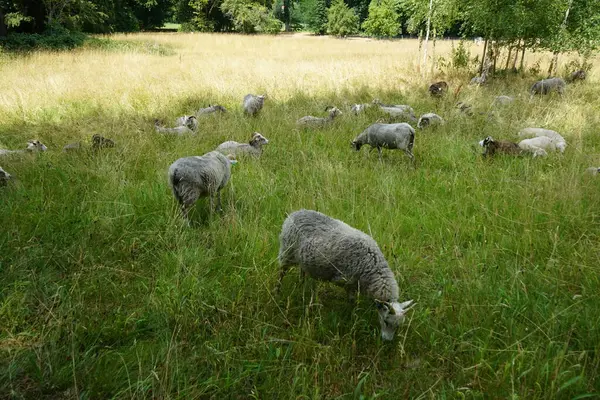 Tiere Wie Schafe Ovis Grasen Auf Einer Wiese Park Sanssouci — Stockfoto