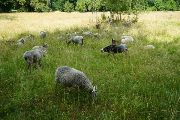 Animais Ovelhas Mudas Ovis Aries Pastam Prado Park Sanssouci Gute — Fotografia de Stock