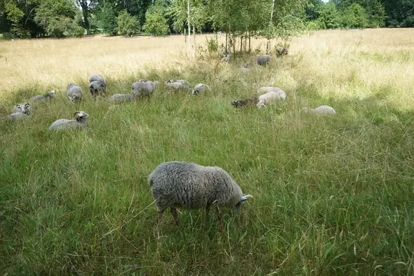 Zwierzęta Gute Owca Ovis Aries Wypas Łące Park Sanssouci Gute — Zdjęcie stockowe