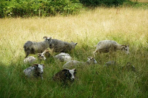 在桑索西公园的草地上 动物古特羊 橄榄正在吃草 古特是一种以长矛为基础的家养绵羊 德国波茨坦 — 图库照片