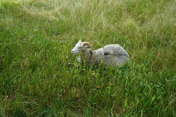 Овца Gute Ovis Aries Пасётся Лугу Парке Сан Суси Мбаппе — стоковое фото