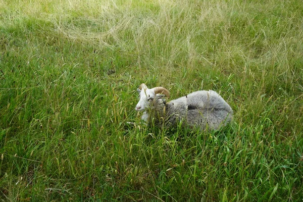 Uma Ovelha Gute Ovis Aries Pastoreia Prado Parque Sanssouci Gute — Fotografia de Stock