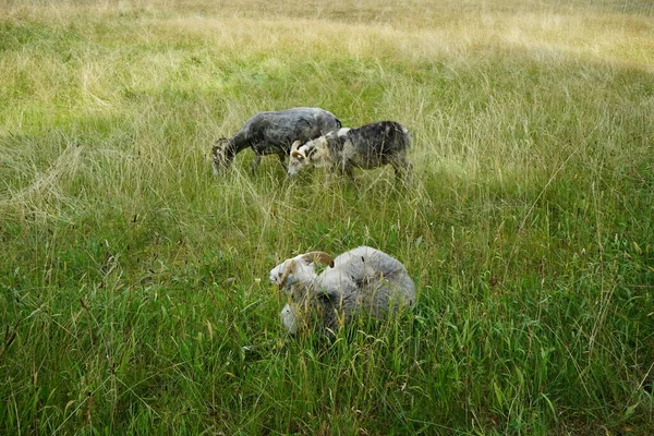 Тварини Гейт Вівці Овіс Випасаються Лузі Парку Сан Сусі Юте — стокове фото
