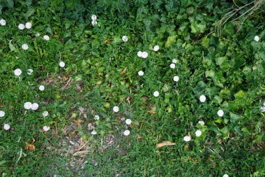Konvolvulus arvensis temmuzda çiçek açar. Convolvulus arvensis, toynakgiller (Convolvulus arvensis) familyasından bir bitki türü. Potsdam, Almanya