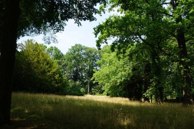 Tarihi bir parkta muhteşem bir bitki örtüsüyle güzel bir manzara. Sanssouci Parkı 1700 'lerin ortalarında Büyük Frederick' in altında inşa edilen Sanssouci Sarayı 'nı çevreleyen büyük bir parktır. Potsdam, Almanya 
