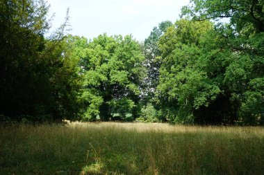 Tarihi bir parkta muhteşem bir bitki örtüsüyle güzel bir manzara. Sanssouci Parkı 1700 'lerin ortalarında Büyük Frederick' in altında inşa edilen Sanssouci Sarayı 'nı çevreleyen büyük bir parktır. Potsdam, Almanya 