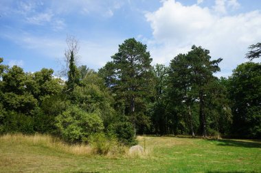 Tarihi bir parkta muhteşem bir bitki örtüsüyle güzel bir manzara. Sanssouci Parkı 1700 'lerin ortalarında Büyük Frederick' in altında inşa edilen Sanssouci Sarayı 'nı çevreleyen büyük bir parktır. Potsdam, Almanya 