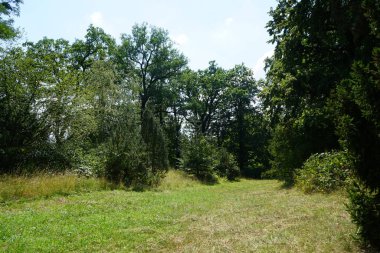 Tarihi bir parkta muhteşem bir bitki örtüsüyle güzel bir manzara. Sanssouci Parkı 1700 'lerin ortalarında Büyük Frederick' in altında inşa edilen Sanssouci Sarayı 'nı çevreleyen büyük bir parktır. Potsdam, Almanya 