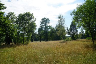 Tarihi bir parkta muhteşem bir bitki örtüsüyle güzel bir manzara. Sanssouci Parkı 1700 'lerin ortalarında Büyük Frederick' in altında inşa edilen Sanssouci Sarayı 'nı çevreleyen büyük bir parktır. Potsdam, Almanya 