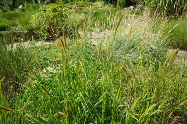 Pennisetum alopecuroides otları Temmuz ayında yetişir. Pennisetum alopecuroides, Çin fıskiyesi çimi, cüce fıskiyesi çimi, tilki kuyruğu otları veya bataklık tilki kuyruğu otunun uzun ömürlü bir türüdür. Potsdam, Almanya 