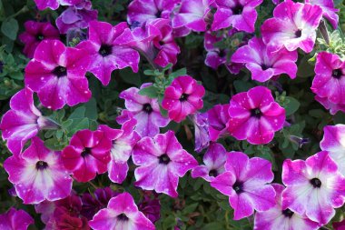 Petunias 'ın Gökyüzü Sirki Temmuz ayında bir saksıda çiçek açtı. Petunia, Petunioideae familyasından bir cinstir. Berlin, Almanya