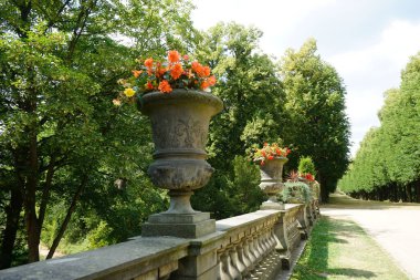 Temmuz 'da Sanssouci Parkı' nda çitlerin üzerinde büyüyen Plectranthus forster, Begonia tuberhybrida, Cordyline australis ve Rosmarinus officinalis. Potsdam, Almanya 