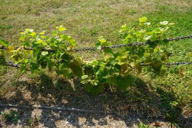 Üzüm, Vitis Vinifera, Temmuz 'da Sanssouci Parkı' nda yetişiyor. Vitis vinifera, üzümgiller (Felidae) familyasından bir bitki türü. Potsdam, Almanya 