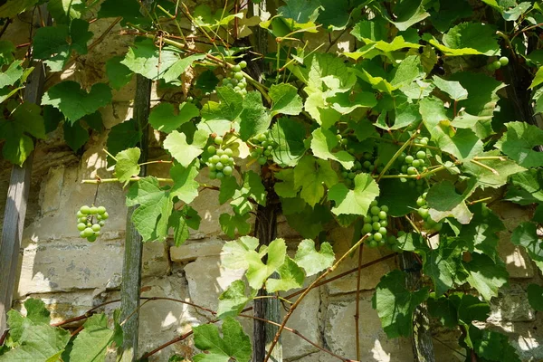 Uvas Vitis Vinifera Crescendo Julho Parque Sanssouci Vitis Vinifera Uma — Fotografia de Stock