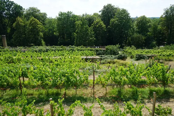 Wijngaarden Groeien Juli Royal Vineyard Sanssouci Park Vitis Vinifera Een — Stockfoto