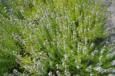 Satureja Montana Temmuz 'da çiçek açacak. Satureja Montana, Lamiaceae familyasından uzun ömürlü bir bitki türü. Potsdam, Almanya