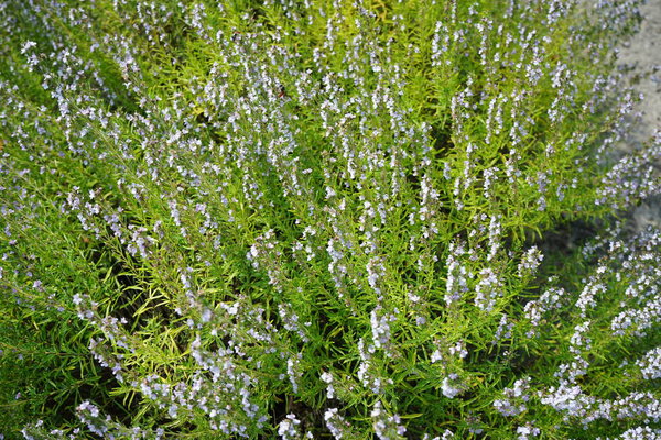 Satureja montana blooms in July. Satureja montana, winter savory or mountain savory, is a perennial, semi-evergreen herb in the family Lamiaceae. Potsdam, Germany