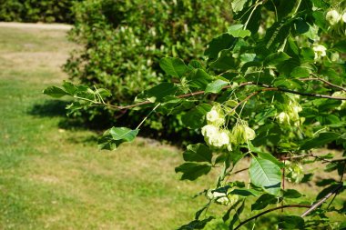 Ptelea trifoliata temmuzda yetişir. Ptelea trifoliata, turunçgiller (Rutaceae) familyasından bir bitki türü. Potsdam, Almanya