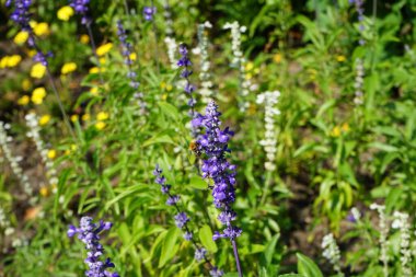 Bir Avrupa bal arısı Temmuz ayında Salvia farinacea çiçeklerinden nektar toplar. Salvia farinacea (mealycup adaçayı), otçul bir daimi bitki türüdür. Potsdam, Almanya