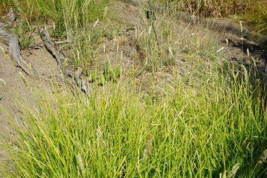 Sesleria autumnalis temmuzda büyür. Sesleria autumnalis, Poaceae familyasından bir çim türüdür. Potsdam, Almanya 
