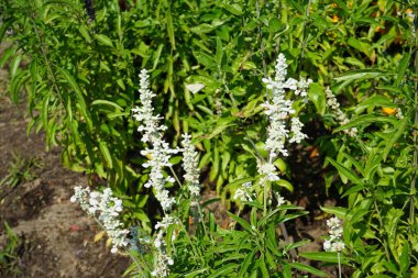 Salvia farinacea temmuzda yetişir. Salvia farinacea (mealycup adaçayı), otçul bir daimi bitki türüdür. Potsdam, Almanya 