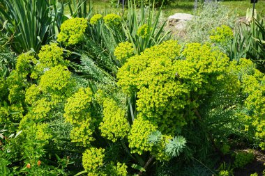 Euphorbia seguieriana temmuzda çiçek açar. Euphorbia seguieriana, Euphorbiaceae familyasından bir bitki türü. Potsdam, Almanya