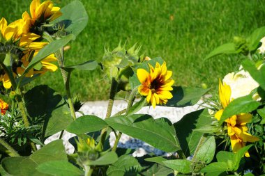 Helianthus Annuus, Temmuz ayında Sanssouci Parkı 'ndaki bir çiçek tarhında çiçek açar. Helianthus annuus, Helianthus cinsinin yıllık büyük bir forb türüdür. Potsdam, Almanya 