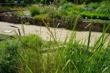 Spartina pectinata otları temmuzda yetişir. Spartina ya da kordon otu (