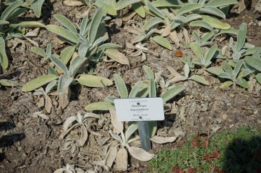 Stachys Bizans temmuzda büyür. Stachys byzantina, kuzu kulağı, kuzu kulağı ya da yünlü çalıkuşu, naneli Lamiaceae familyasından bir bitki türüdür. Potsdam, Almanya 