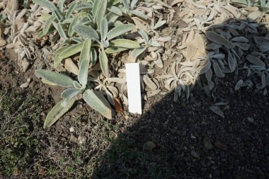 Stachys Bizans temmuzda büyür. Stachys byzantina, kuzu kulağı, kuzu kulağı ya da yünlü çalıkuşu, naneli Lamiaceae familyasından bir bitki türüdür. Potsdam, Almanya 