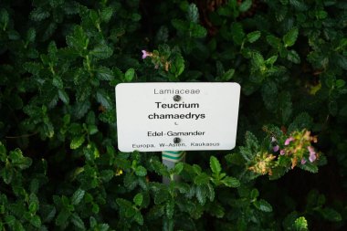 Teucrium chamaedrys temmuzda çiçek açar. Teucrium chamaedrys, Lamiaceae familyasından bir bitki türüdür. Potsdam, Almanya