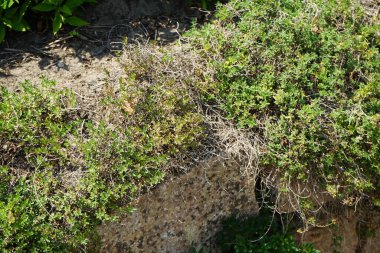 Thymus do erfleri 'Bressingham Seedling temmuzda büyür. Thymus, lamiaceae familyasından uzun ömürlü bir bitki ve bitki türüdür. Potsdam, Almanya