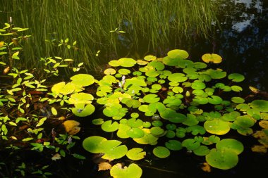 Pembe ve beyaz nilüferler, Nymphaea x tarikatı, Sanssouci Park 'ta bir gölette çiçek açarlar. Nymphaea, Nymphaeaceae familyasından bir su bitkisi cinsidir. Potsdam, Almanya 