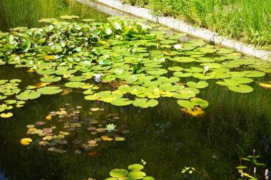 Pembe ve beyaz nilüferler, Nymphaea x tarikatı, Sanssouci Park 'ta bir gölette çiçek açarlar. Nymphaea, Nymphaeaceae familyasından bir su bitkisi cinsidir. Potsdam, Almanya 