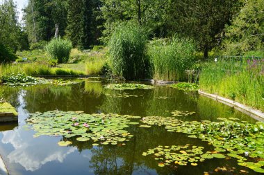 Pembe ve beyaz nilüferler, Nymphaea x tarikatı, Sanssouci Park 'ta bir gölette çiçek açarlar. Nymphaea, Nymphaeaceae familyasından bir su bitkisi cinsidir. Potsdam, Almanya 