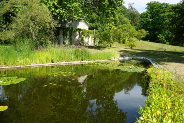 Pembe ve beyaz nilüferler, Nymphaea x tarikatı, Sanssouci Park 'ta bir gölette çiçek açarlar. Nymphaea, Nymphaeaceae familyasından bir su bitkisi cinsidir. Potsdam, Almanya 