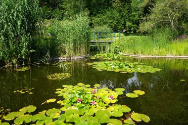 Pembe ve beyaz nilüferler, Nymphaea x tarikatı, Sanssouci Park 'ta bir gölette çiçek açarlar. Nymphaea, Nymphaeaceae familyasından bir su bitkisi cinsidir. Potsdam, Almanya 