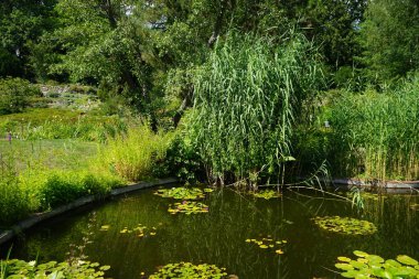 Pembe ve beyaz nilüferler, Nymphaea x tarikatı, Sanssouci Park 'ta bir gölette çiçek açarlar. Nymphaea, Nymphaeaceae familyasından bir su bitkisi cinsidir. Potsdam, Almanya 