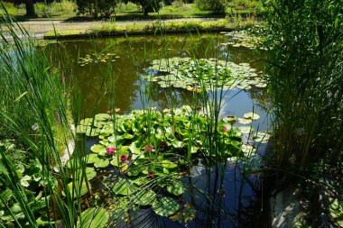 Pembe ve beyaz nilüferler, Nymphaea x tarikatı, Sanssouci Park 'ta bir gölette çiçek açarlar. Nymphaea, Nymphaeaceae familyasından bir su bitkisi cinsidir. Potsdam, Almanya 