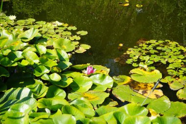 Pembe ve beyaz nilüferler, Nymphaea x tarikatı, Sanssouci Park 'ta bir gölette çiçek açarlar. Nymphaea, Nymphaeaceae familyasından bir su bitkisi cinsidir. Potsdam, Almanya 