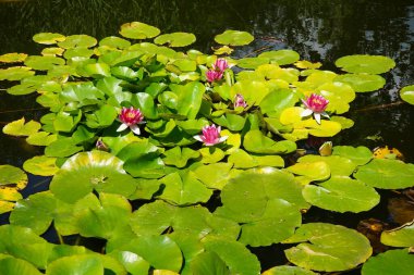 Pembe ve beyaz nilüferler, Nymphaea x tarikatı, Sanssouci Park 'ta bir gölette çiçek açarlar. Nymphaea, Nymphaeaceae familyasından bir su bitkisi cinsidir. Potsdam, Almanya 