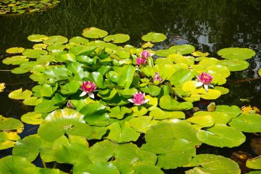 Pembe ve beyaz nilüferler, Nymphaea x tarikatı, Sanssouci Park 'ta bir gölette çiçek açarlar. Nymphaea, Nymphaeaceae familyasından bir su bitkisi cinsidir. Potsdam, Almanya 