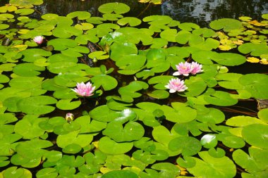 Pembe ve beyaz nilüferler, Nymphaea x tarikatı, Sanssouci Park 'ta bir gölette çiçek açarlar. Nymphaea, Nymphaeaceae familyasından bir su bitkisi cinsidir. Potsdam, Almanya 
