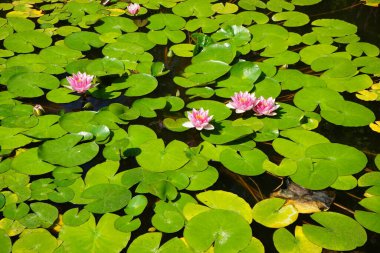 Pembe ve beyaz nilüferler, Nymphaea x tarikatı, Sanssouci Park 'ta bir gölette çiçek açarlar. Nymphaea, Nymphaeaceae familyasından bir su bitkisi cinsidir. Potsdam, Almanya 