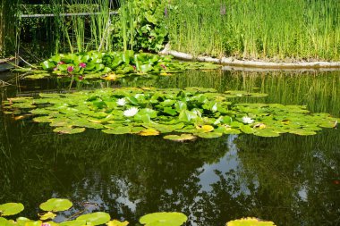 Pembe ve beyaz nilüferler, Nymphaea x tarikatı, Sanssouci Park 'ta bir gölette çiçek açarlar. Nymphaea, Nymphaeaceae familyasından bir su bitkisi cinsidir. Potsdam, Almanya 