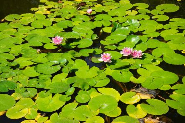 Pembe ve beyaz nilüferler, Nymphaea x tarikatı, Sanssouci Park 'ta bir gölette çiçek açarlar. Nymphaea, Nymphaeaceae familyasından bir su bitkisi cinsidir. Potsdam, Almanya 