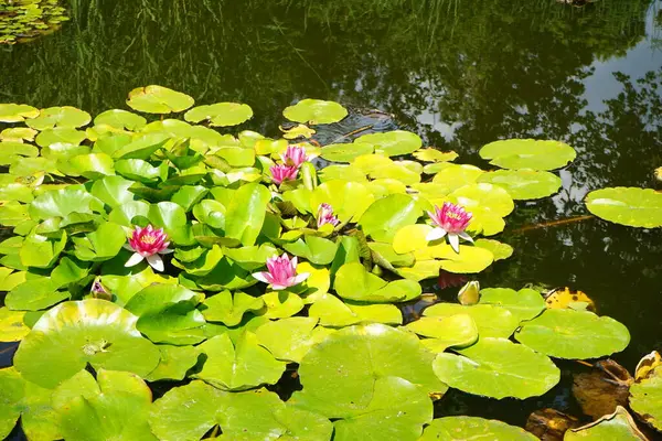 Pembe ve beyaz nilüferler, Nymphaea x tarikatı, Sanssouci Park 'ta bir gölette çiçek açarlar. Nymphaea, Nymphaeaceae familyasından bir su bitkisi cinsidir. Potsdam, Almanya 